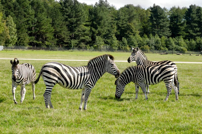 Group of zebras