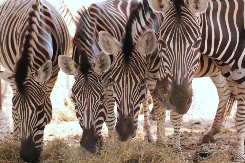 Zebras Herd On African Savanna At Sunset. Stock Image - Image of herd