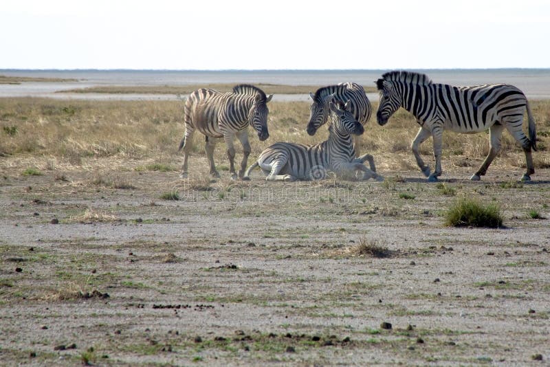 Zebras playing in the dust stock photo. Image of dust - 39407472