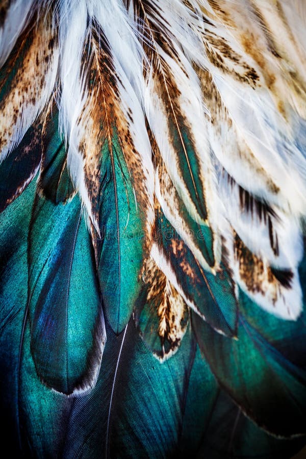 Ensemble de plumes colorées d'un oiseau images libres de droits