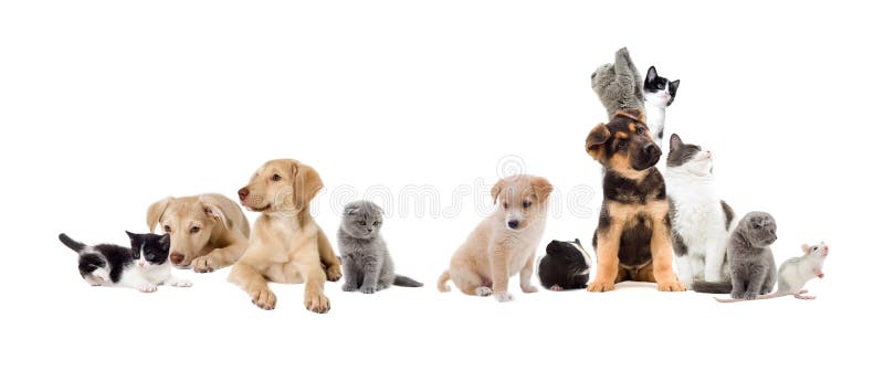 Groupe d'animaux familiers photographie stock Groupe d'animaux familiers photographie stock