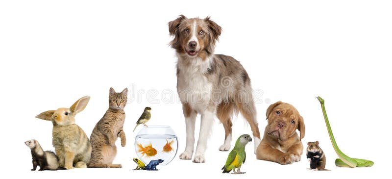 Groupe d'animaux familiers ensemble photo stock