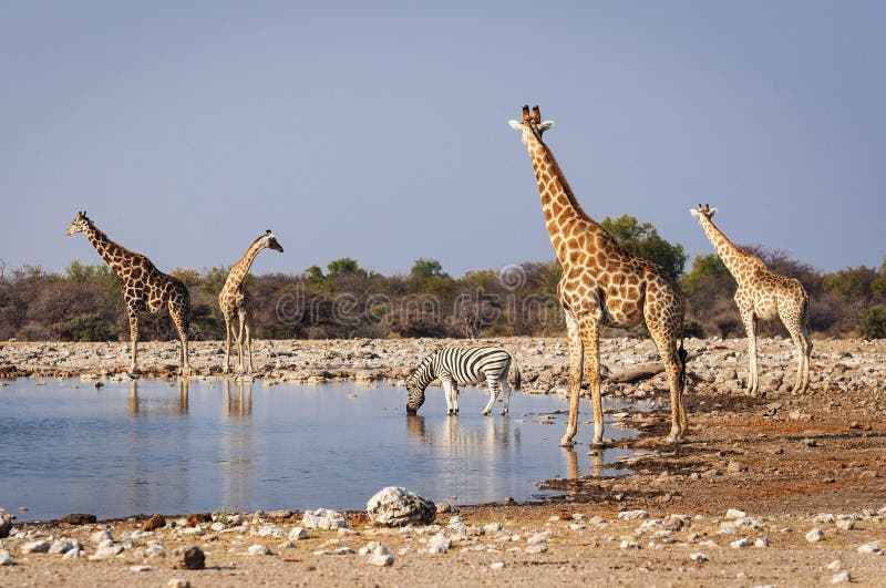 Groupe d'animaux sauvages près d'un point d'eau en parc national d'Etosha, en Namibie image stock
