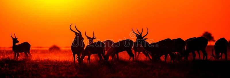 Groupe d'antilope au coucher du soleil Plan rapproché botswana Delta d'Okavango