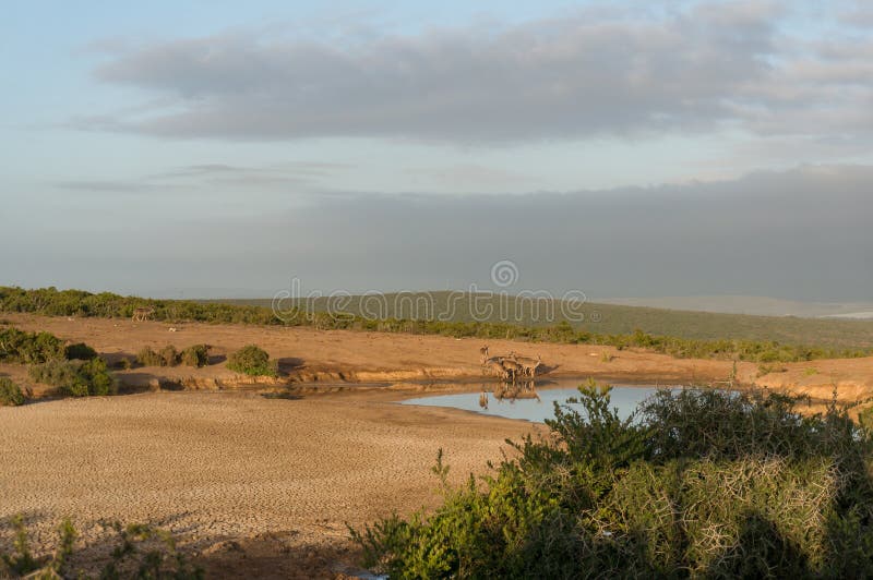 Groupe d'antilopes femelles de kudu au point d'eau dans la savane africaine Commande de jeu de safari en Afrique du Sud