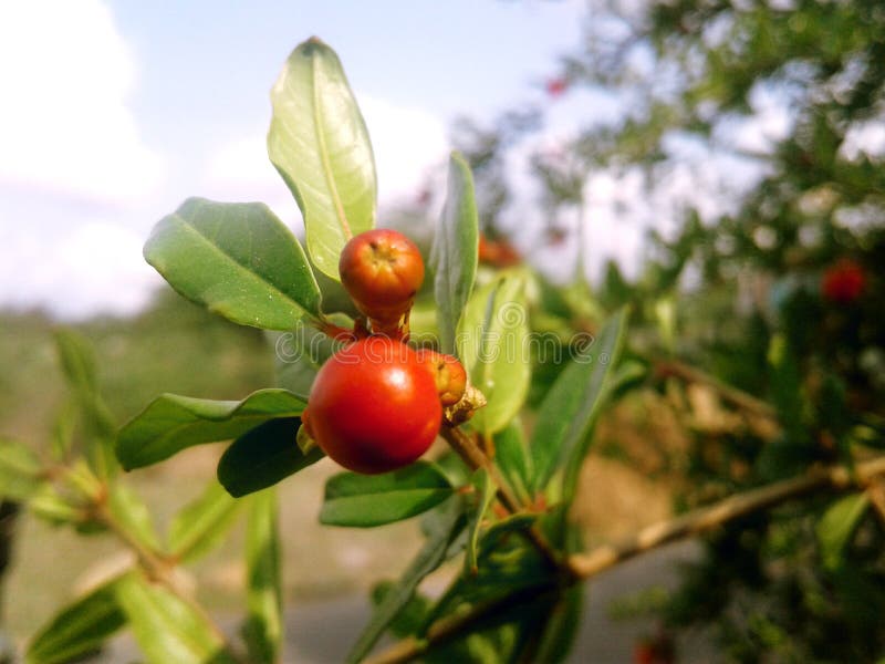 Groupe de bourgeons comme des fruits photo stock