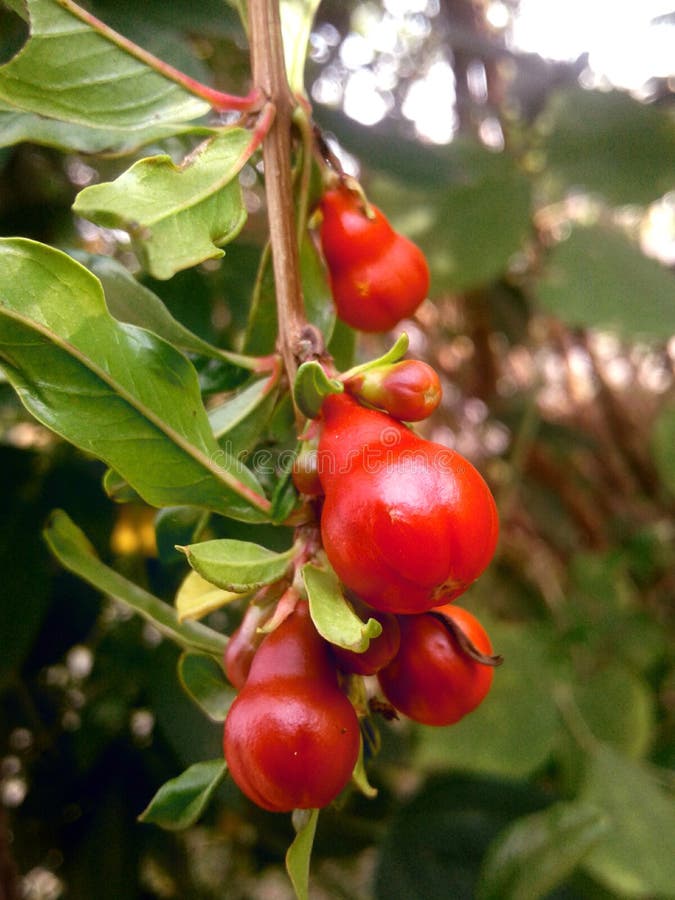 Groupe de bourgeons comme des fruits image stock