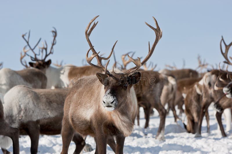 Caribou photo stock. Image du fourrure, cerfs, caribou 13217410