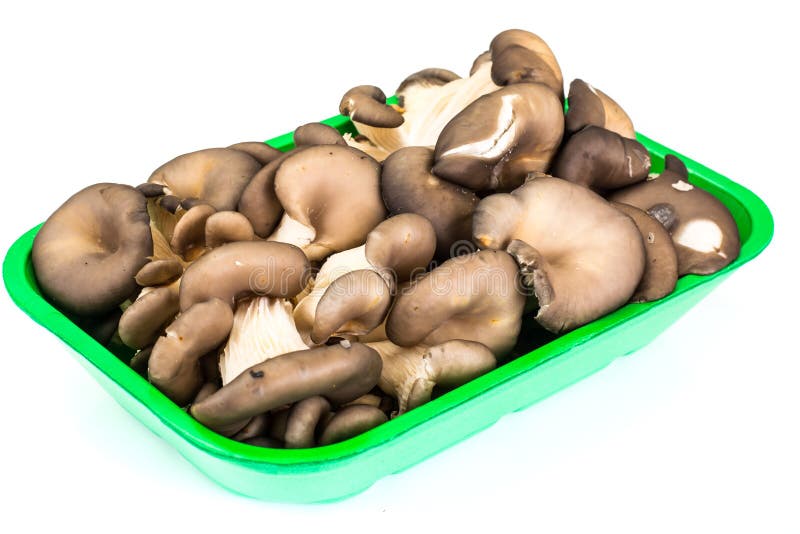 Groupe de champignons d'huître frais image stock Groupe de champignons d'huître frais image stock