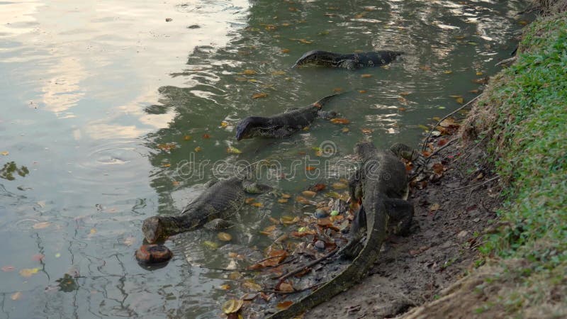 Groupe de chasse asiatique moniteur d'eau varanus salvator dans l'eau d'un étang sur la rivière attraper nourriture poisson poisso clips vidéos