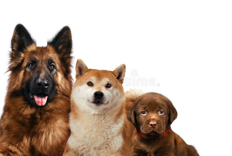 Groupe de chiens se reposant devant un fond blanc image stock Groupe de chiens se reposant devant un fond blanc image stock