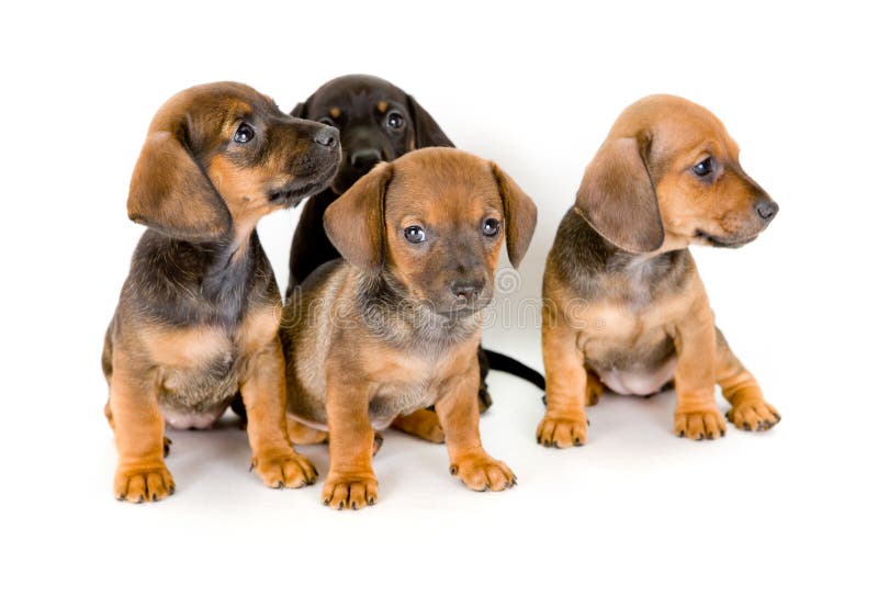 Group of adorable dachshund puppies, isolated on white. Group of adorable dachshund puppies, isolated on white