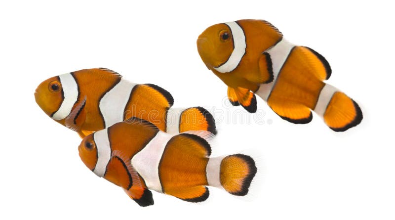 Groupe de clownfish d'Ocellaris, ocellaris d'Amphiprion, d'isolement image stock Groupe de clownfish d'Ocellaris, ocellaris d'Amphiprion, d'isolement image stock