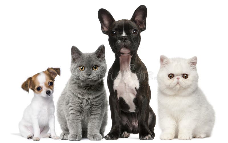 Groupe de crabots et de chats devant le blanc image libre de droits Groupe de crabots et de chats devant le blanc image libre de droits