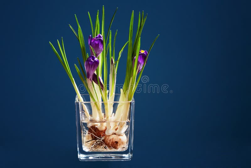 Groupe de crocus dans un vase transparent photographie stock Groupe de crocus dans un vase transparent photographie stock