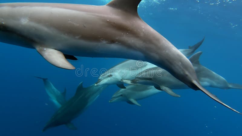 Une Nacelle Des Dauphins Jouant Dans L'eau Bleue. Gros Plan Tiré