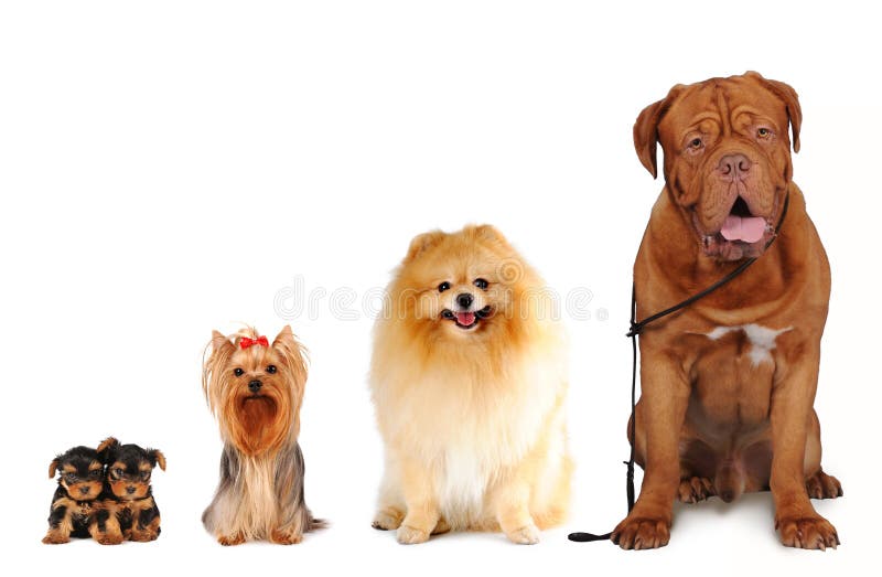 Group of dogs different sizes sit and looking into camera isolated on white. Yorkshire terrier, spitz, bordoss dog. Group of dogs different sizes sit and looking into camera isolated on white. Yorkshire terrier, spitz, bordoss dog.