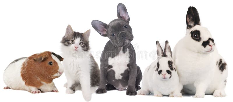 Groupe de différents animaux familiers photos stock Groupe de différents animaux familiers photos stock