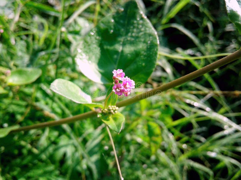 Groupe de fleurs images libres de droits