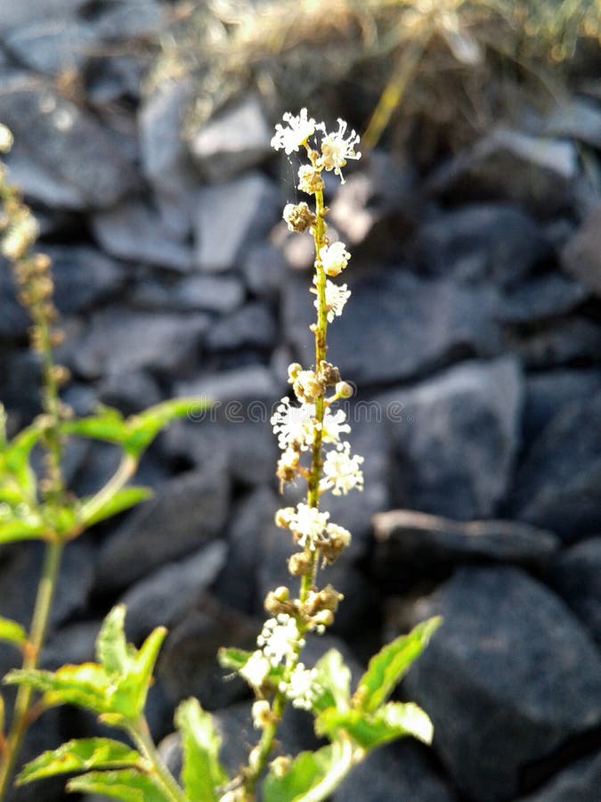 Groupe de fleurs d'une plante photographie stock libre de droits