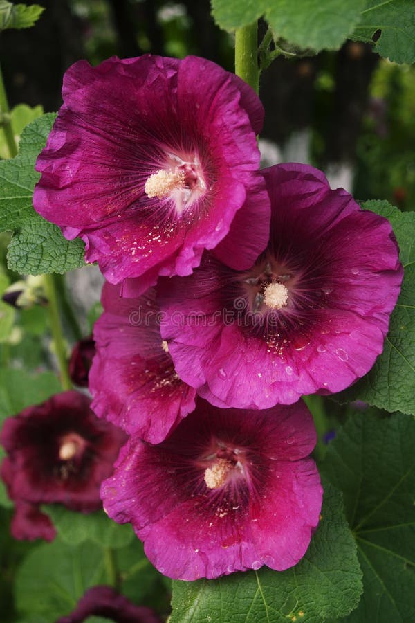 Groupe de fleurs de mauve pourpre foncée sur le fond naturel vert image libre de droits Groupe de fleurs de mauve pourpre foncée sur le fond naturel vert image libre de droits