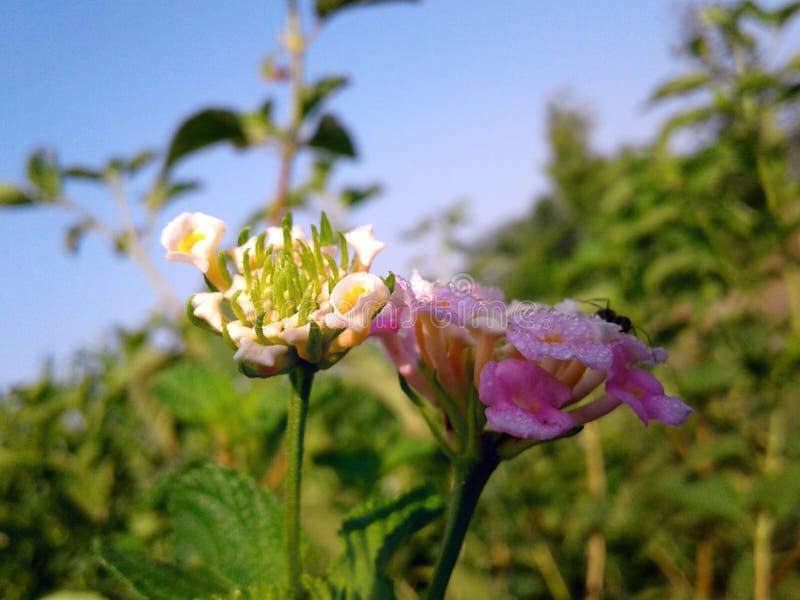 Groupe de fleurs photos stock