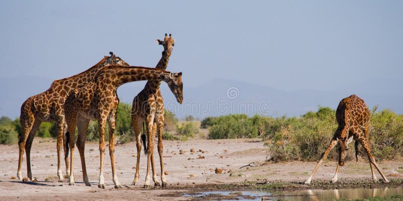 Zèbres Et Une Girafe Dans La Savane Profonde, Bushveld De 