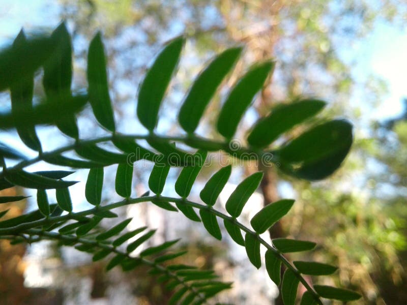 Groupe de leaf s photographie stock libre de droits