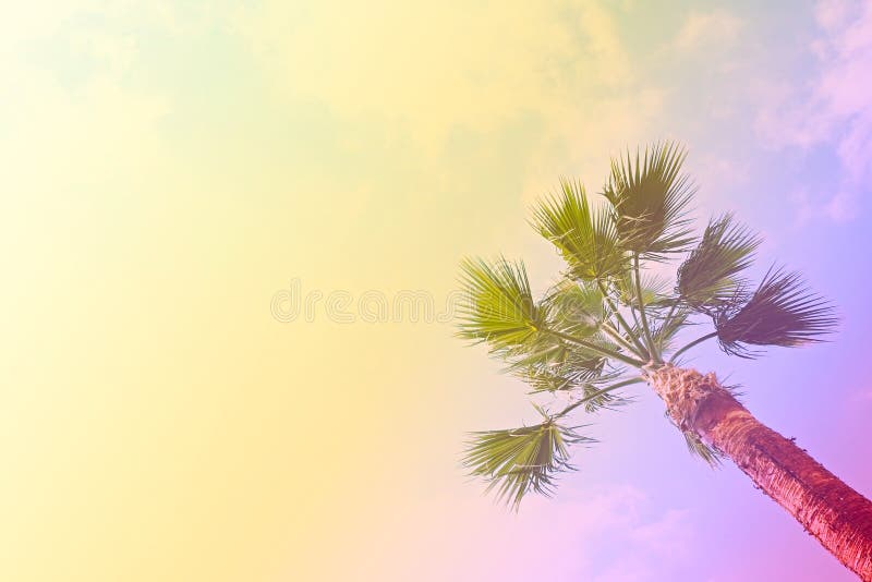 Groupe de palmettes tropicales sur la branche sans fruits Concept gratuit de nature de pollution Fond de Banana Republic photo stock Groupe de palmettes tropicales sur la branche sans fruits Concept gratuit de nature de pollution Fond de Banana Republic photo stock