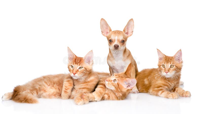 Groupe de petits chats de ragondin du Maine de gingembre avec le chiot minuscule de chiwawa blanc d'isolement d'ob photo libre de droits