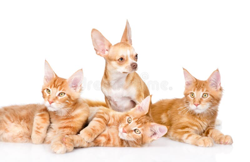 Groupe de petits chats de ragondin du Maine de gingembre avec le chiot minuscule de chiwawa D'isolement sur le blanc photographie stock libre de droits