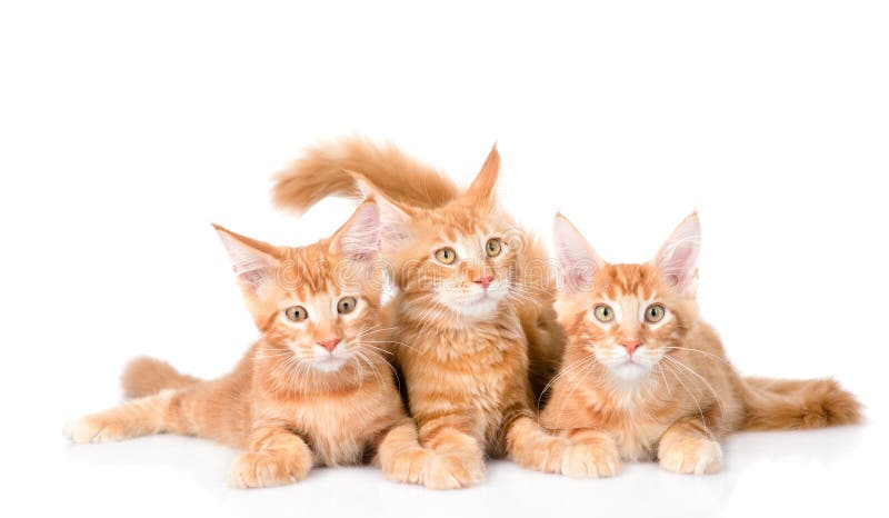 Groupe de petits chats de ragondin du Maine de gingembre se situant dans la vue de face blanc d'isolement d'ob photographie stock