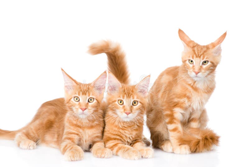 Groupe de petits chats de ragondin du Maine de gingembre se situant dans la vue de face D'isolement sur le blanc photos stock