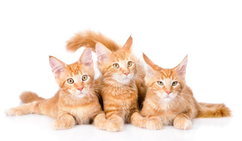 Groupe de petits chats de ragondin du Maine de gingembre se situant dans la vue de face isola photographie stock libre de droits