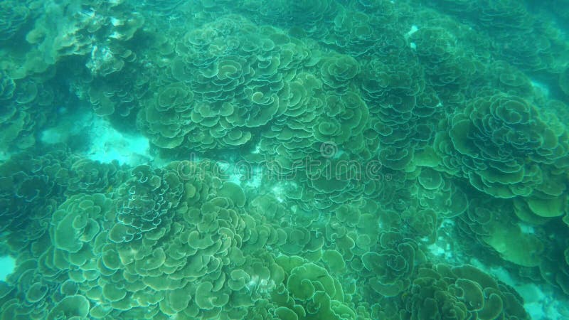 Groupe de plongée de prise d'air de touristes en belle île de corail de mer clips vidéos