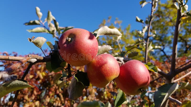 Groupe de pommes rouges juteuses mûres sur la branche d'arbre photo libre de droits Groupe de pommes rouges juteuses mûres sur la branche d'arbre photo libre de droits