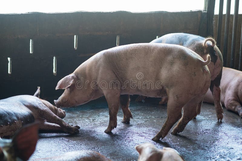 Groupe de porc dormant mangeant dans la ferme photo stock Groupe de porc dormant mangeant dans la ferme photo stock