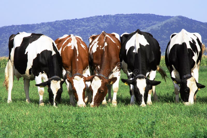 Group of cows grazing on grass field. Group of cows grazing on grass field