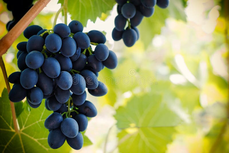 Groupe de raisin bleu mûr pendant de la vigne, backgr chaud de ton