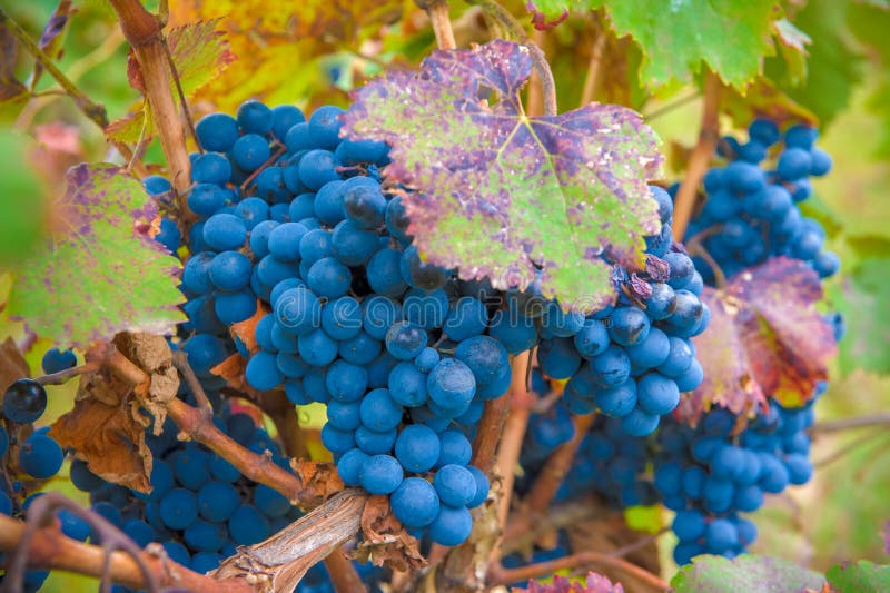 Grappe de raisin, très faible profondeur de champ photos libres de droits