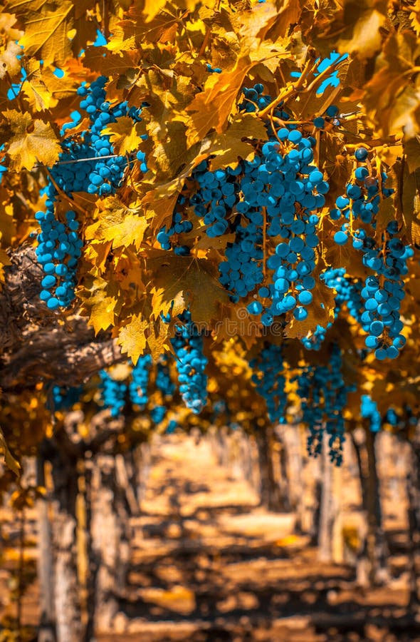 Grappe de raisin, très faible profondeur de champ images libres de droits