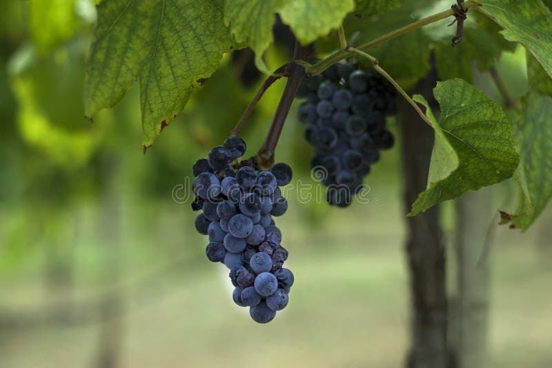Groupe de raisins pourpres foncés accrochant sur une branche de vignoble photo stock