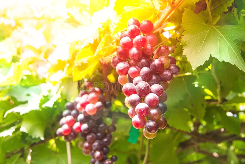 Groupe de raisins sur la vigne avec les feuilles vertes photo stock Groupe de raisins sur la vigne avec les feuilles vertes photo stock