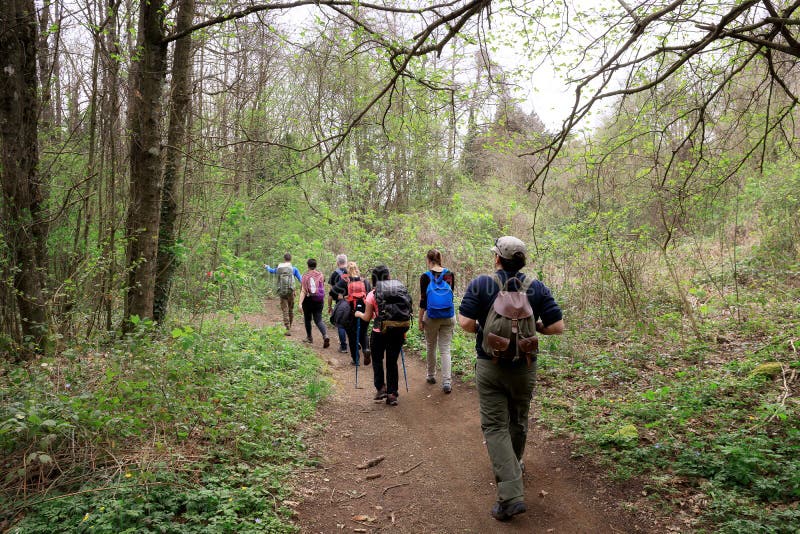 Groupe De Randonneurs Dans Les Bois Photographie &eacute;ditorial - Image du  lames, arbres: 114648152