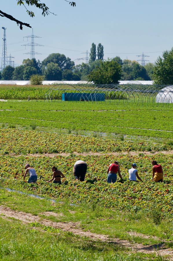 Groupe de travail de strawberry récolteuses