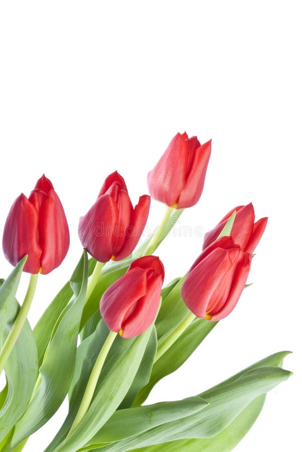 Groupe de tulipes rouges