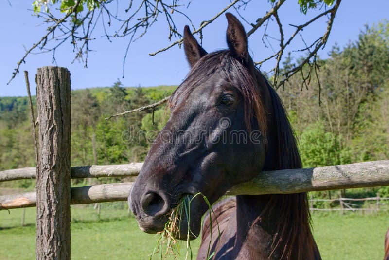 Groupe de tête de cheval images libres de droits Groupe de tête de cheval images libres de droits