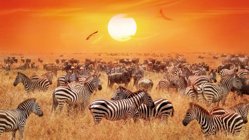 Groupe de zebras e de antílopes selvagens no savana africano contra um por do sol alaranjado bonito Natureza selvagem de Tanzânia