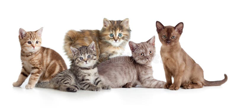 Groupe Different De Chaton Ou De Chats Image Stock Image Du Hopital Chaton