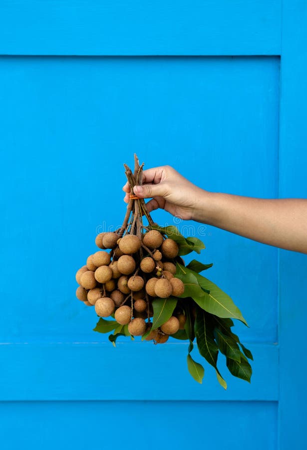 Groupe frais de fruit de Longan de prise de main d'isolement sur le fond bleu lumineux. Main de femme jugeant le groupe frais tropical de fruit de Longan d'isolement sur le fond bleu lumineux